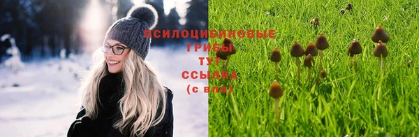 PSILOCYBIN Армянск